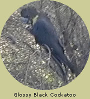 Glossy Black Cockatoo