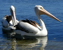 American River Pelicans