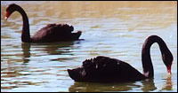 Black Swans in American River