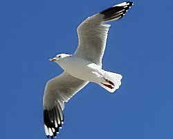 Island Seagull