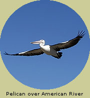 Pelican over American River