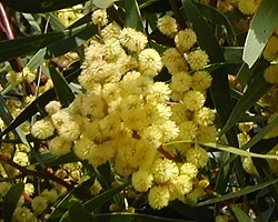 Acacia sp.