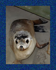 Baby Seal at Seal Bay