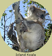 Island Koala