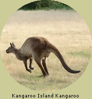 Kangaroo Island Kangaroo